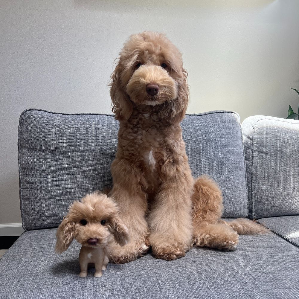 A poodle with its bobblehead clone