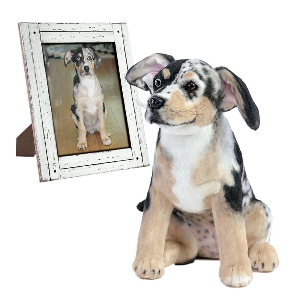 Black, white & tan Plush Cuddle Clone sits by framed photo of real dog.