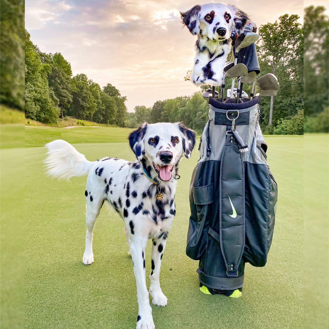 Dalmatian golf headcover shown with real dog it resembles. Unique golf accessory.