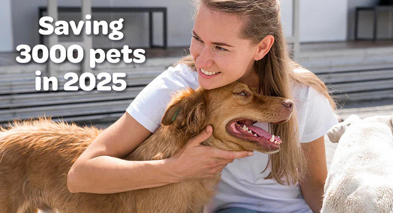 Scrappy’s Story: A Bundle of Energy and Endless Smiles