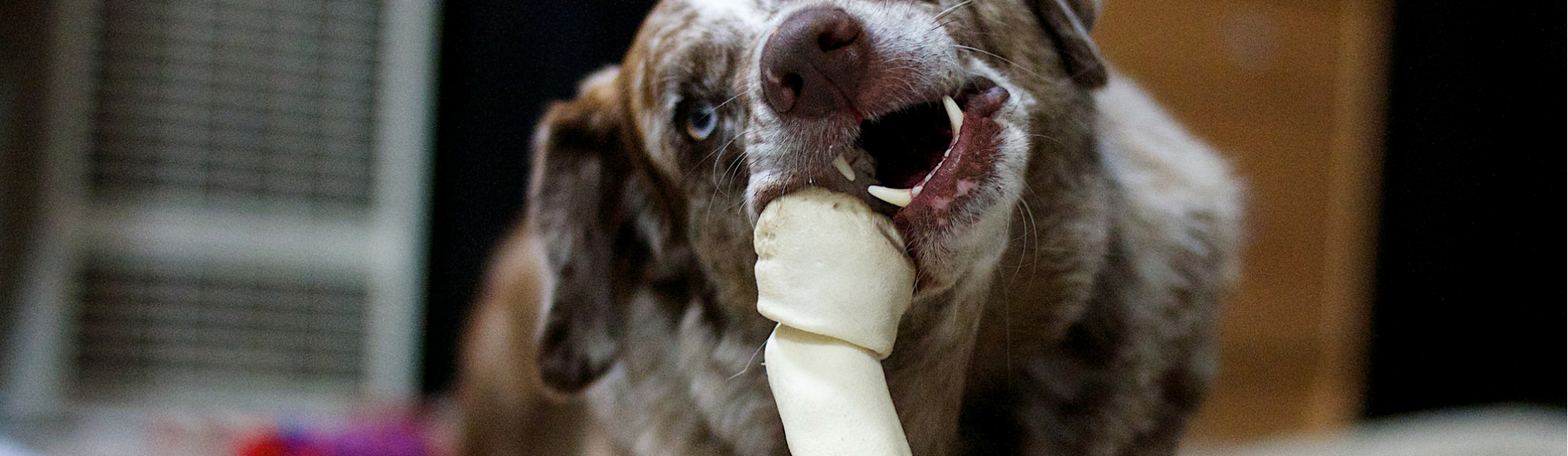 A dog chewing on a rawhide