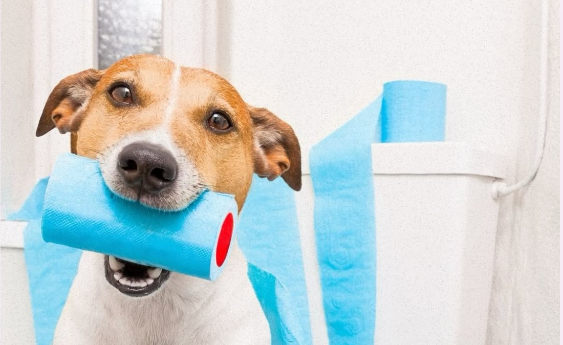 The Best Boys Get Into the Worst Trouble!