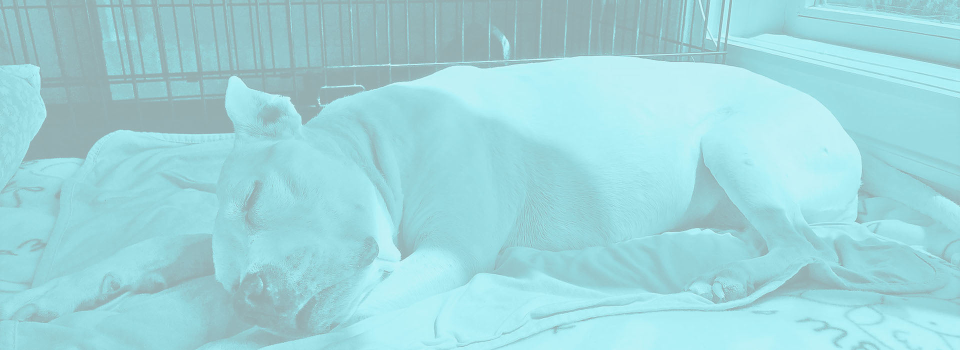 Unleashed Pet Rescue & Adoption | Shelter Spotlight - February 2022