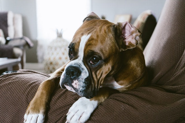 Boxer resting on the arm of a couch