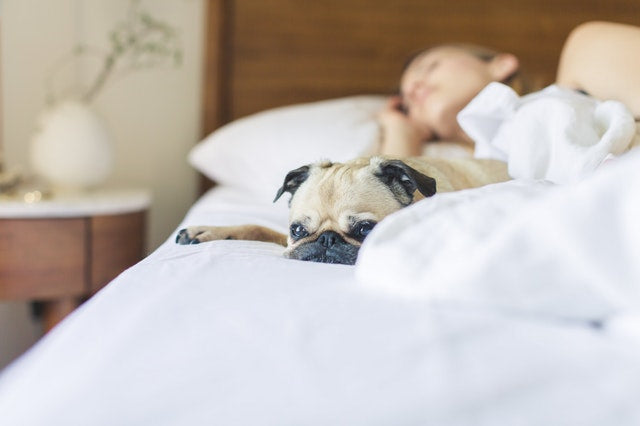 Pug sleeping in bed with its owner