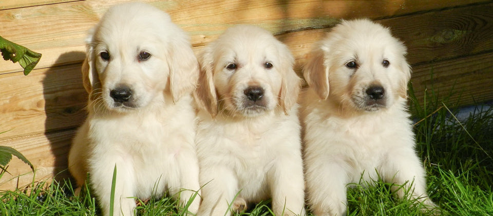 Three golden retriver puppies sitting on a patch of grass.