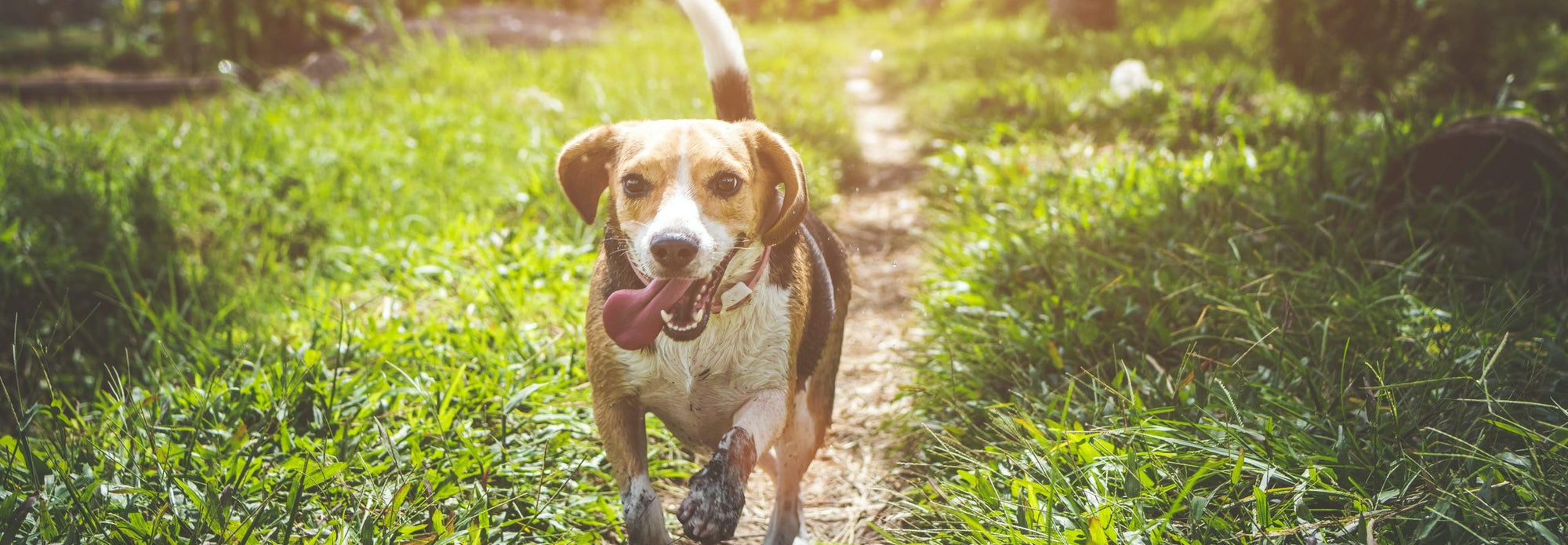 Beagle with its tongue hanging out running down a dirt path.