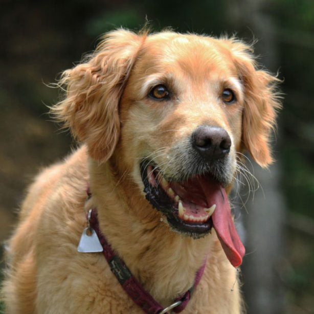 Golden retriver in a red collar with its tongue hanging out