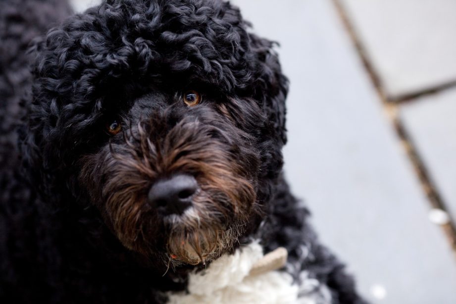 Black curly haired dog with brown eyes and white chest fur