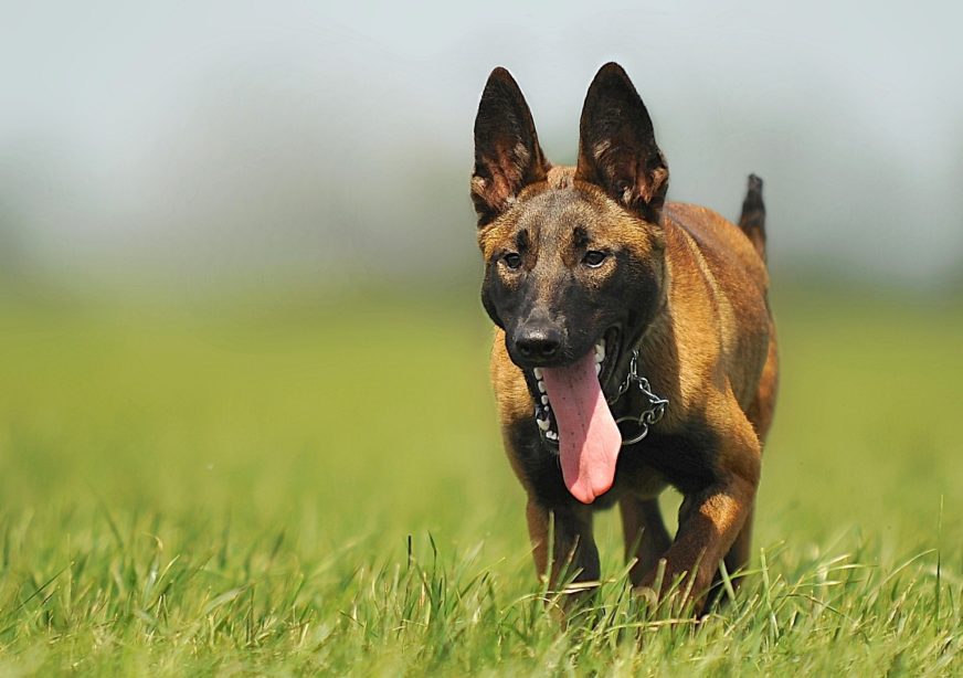 Big eared puppy running through a field with its tongue hanging out