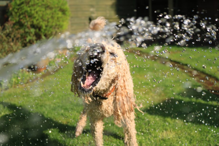 Goldendoodle biting at the water from a hose.