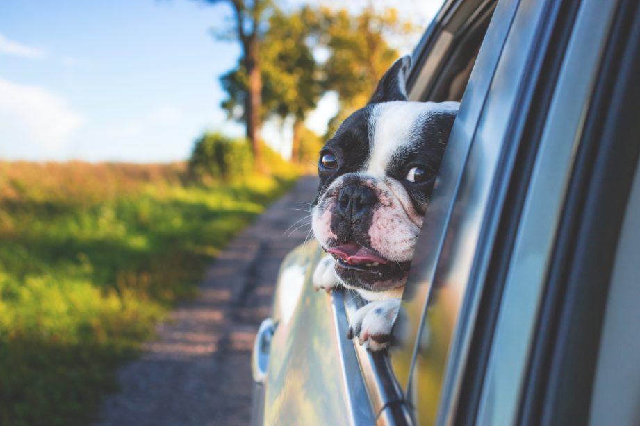 Boston Terrier leaning its head out of the car window