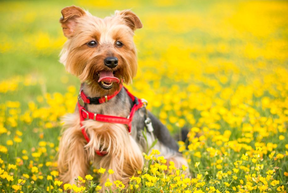 Small dog in a red harness sitting in a field of flowers.