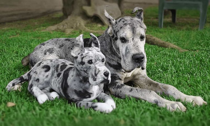 Grey dog laying in the grass beside its Cuddle Clone replica