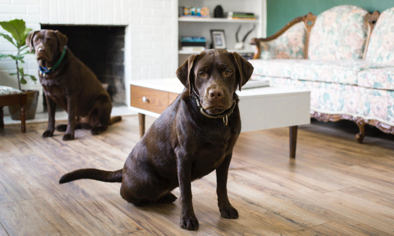 Two brown labrador retreivers sitting in the living room