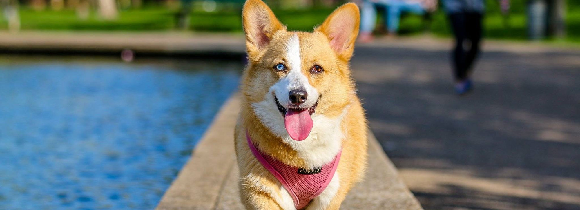 Corgi in a pink harness panting and walking through the park.