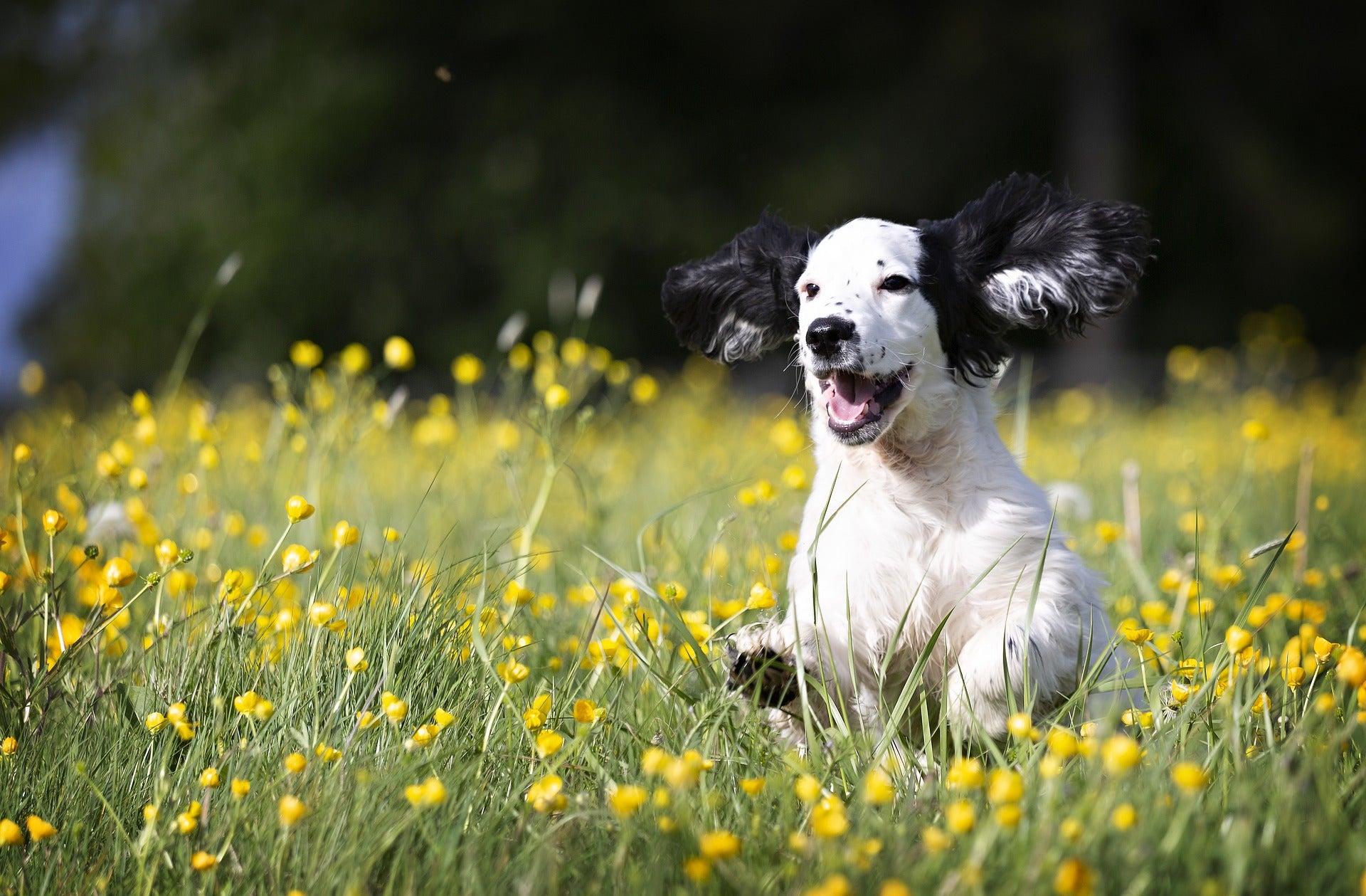 Long haired dog running through a field of wildflowers