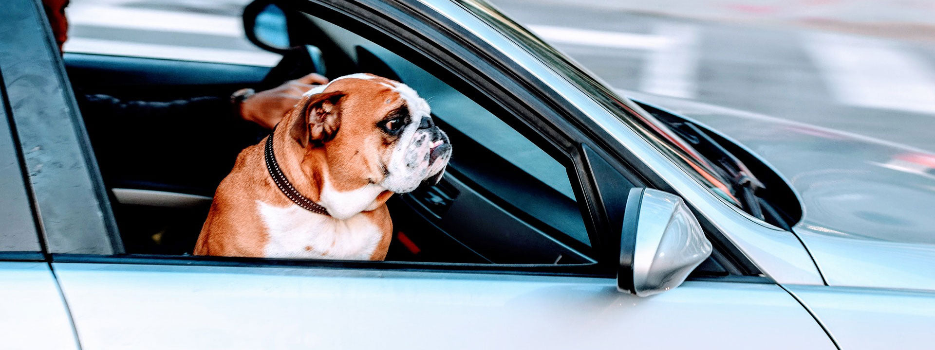 Bulldog riding in the front seat of a seat with the window down.