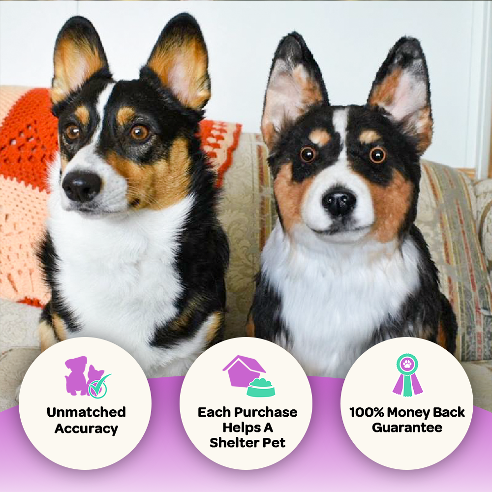 Custom Corgi Cuddle Clone