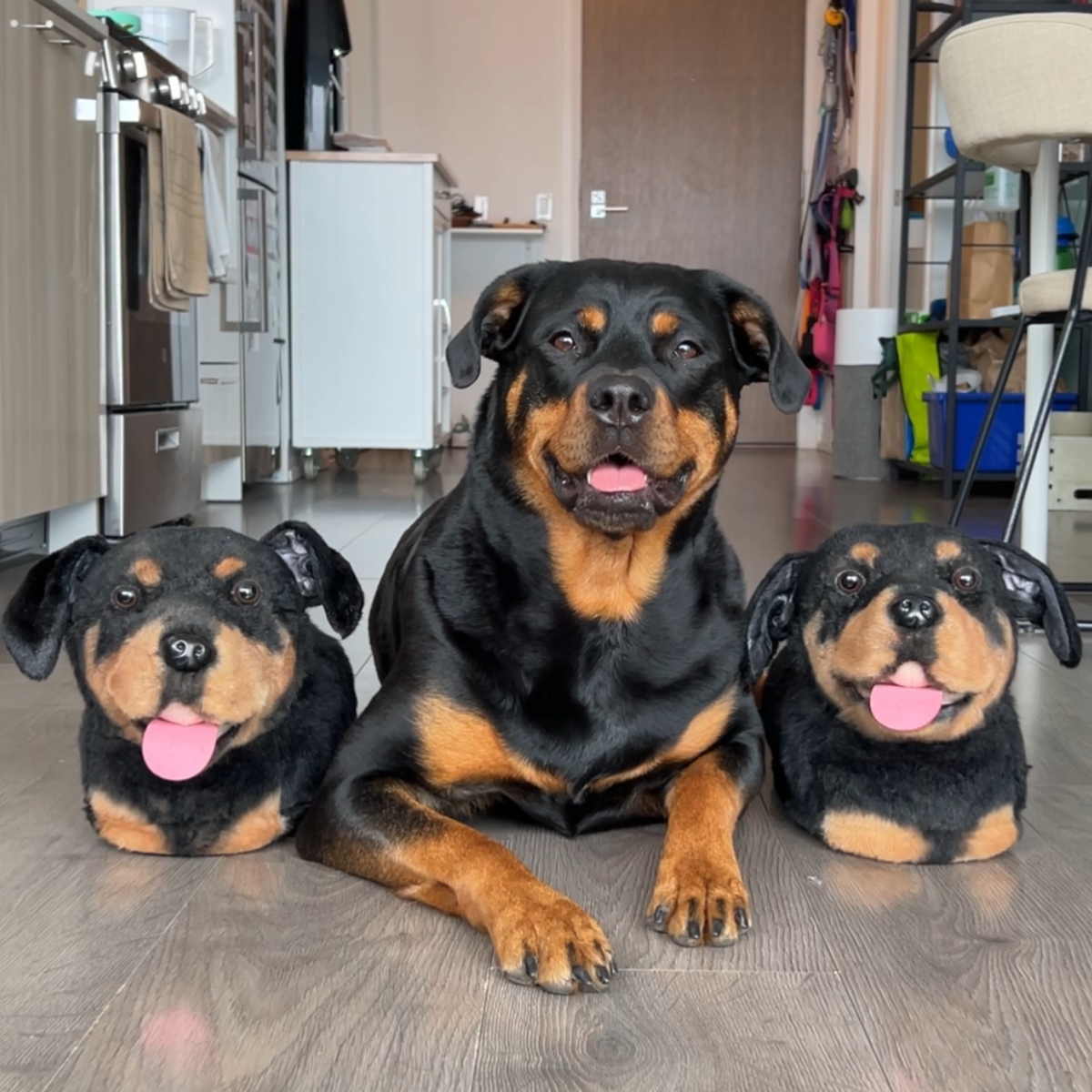 Rottweiler slippers 2025