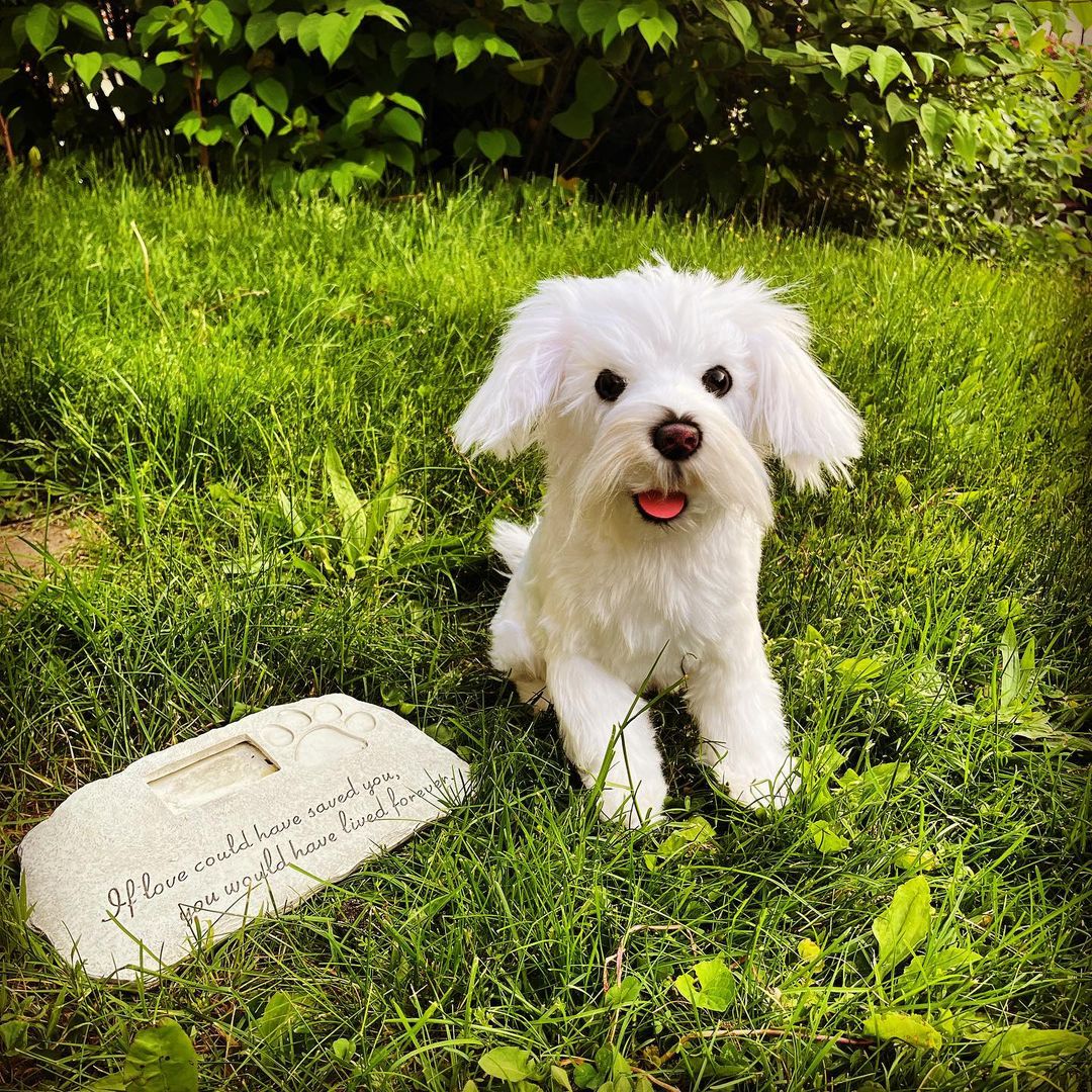 Custom Pet Memorial Plush Cuddle Clone