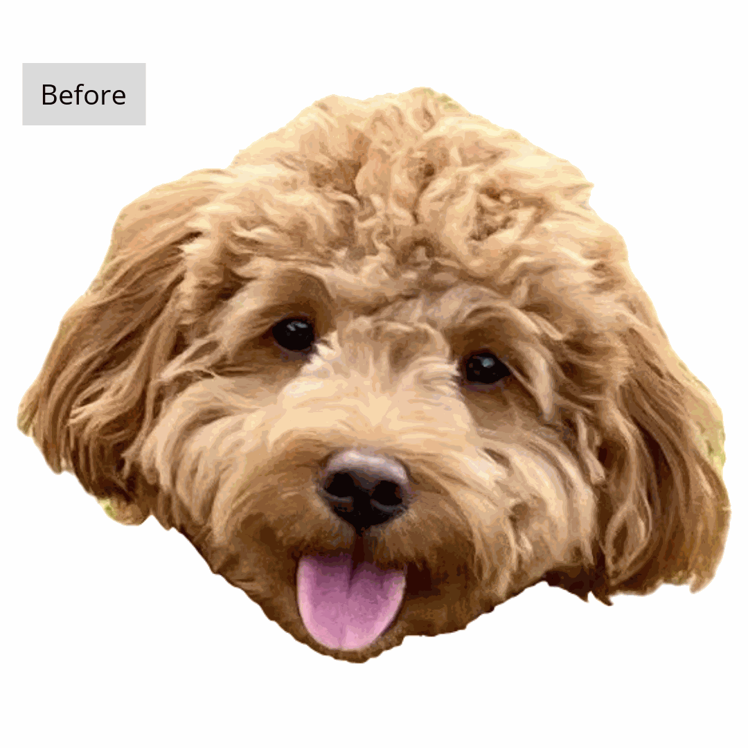 Split image: dog cartoon on left, realistic photo on right, white background.