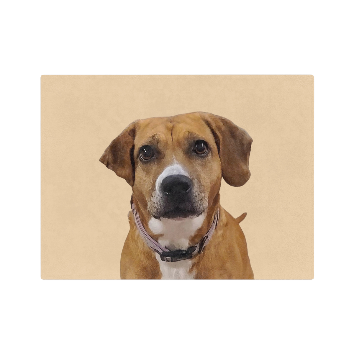 Blanket of a brown dog with a white patch on a beige background