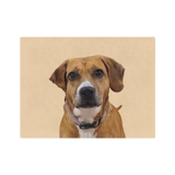 Blanket of a brown dog with a white patch on a beige background