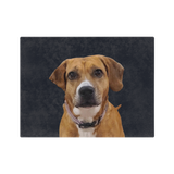 Blanket with a dog with a collar on a black background