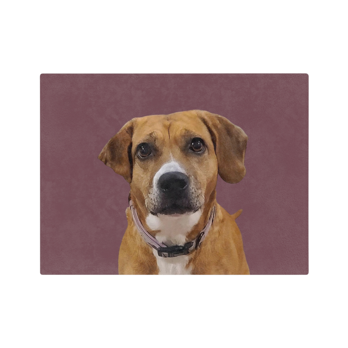Blanket of a dog with a purple collar on a purple background