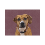 Blanket of a dog with a purple collar on a purple background