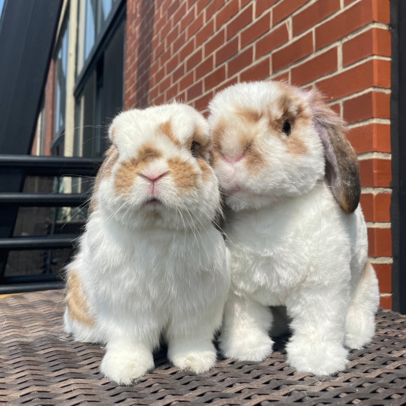 Custom Holland Lop Rabbit Plush Cuddle Clone