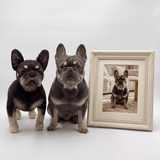 Original Plush for Family