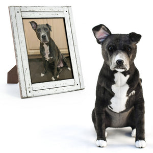 Pit Bull Stuffed Animal Create Your Custom Pitbull Plush