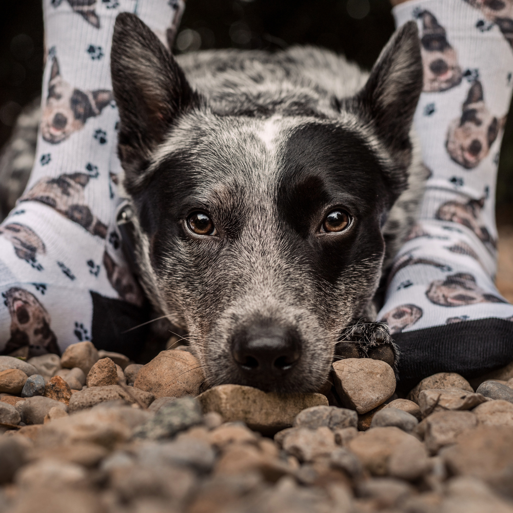 Custom Pet Socks