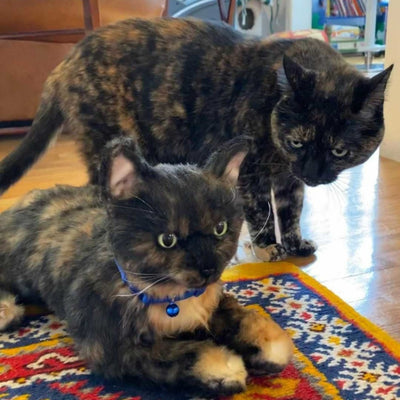 Tortie cat deals plush