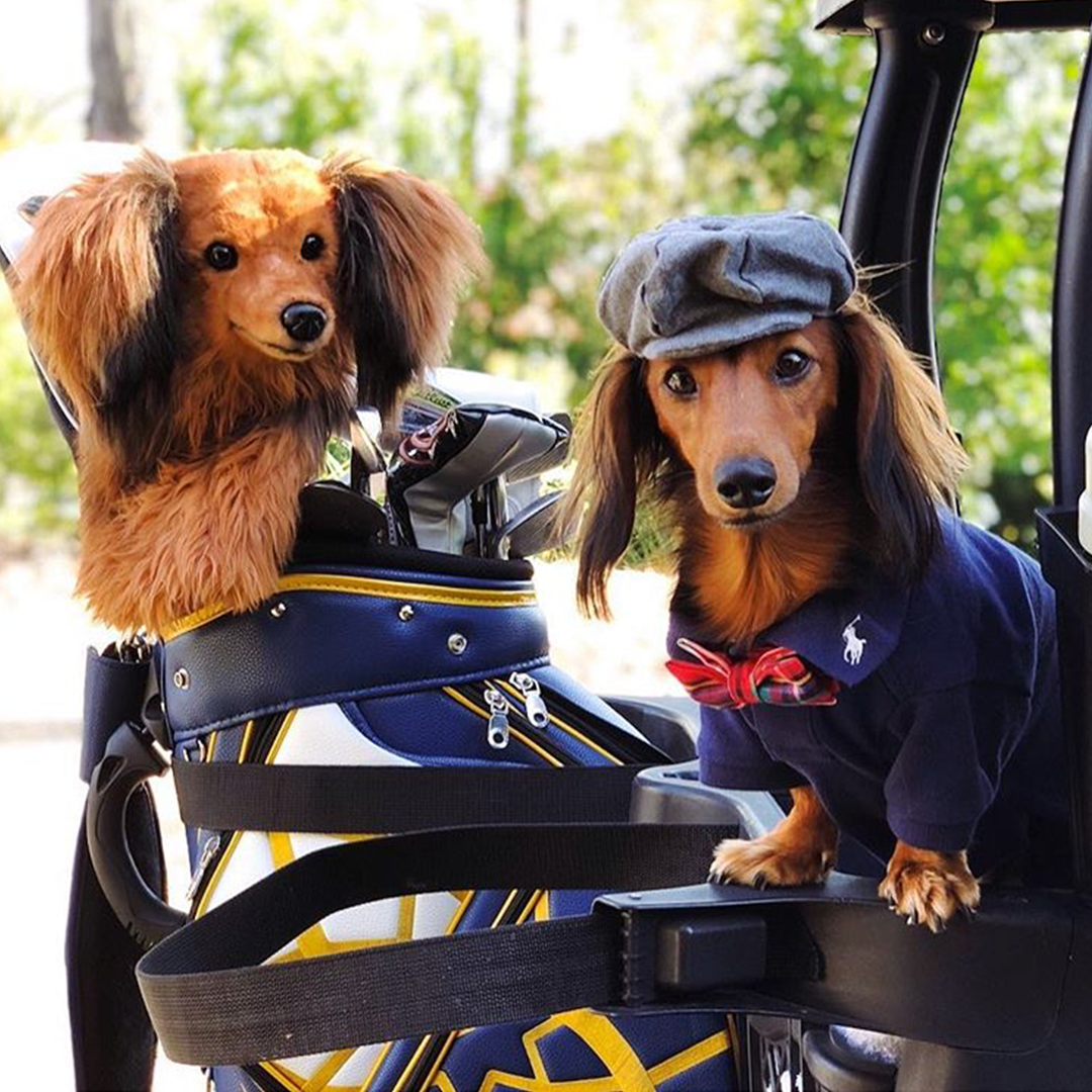 Dachshund headcover & dressed dog in cart. Unique gift for sausage dog lovers.