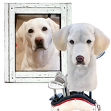 White dog looking out of a wooden frame with another dog's face superimposed on a golf bag.