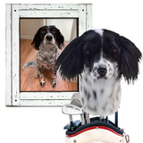 Dog sitting on a suitcase with a framed picture of another dog in the background
