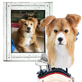 Dog with a photo of itself in a frame on a white background