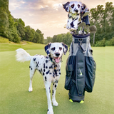 Dalmatian golf headcover shown with real dog it resembles. Unique golf accessory.